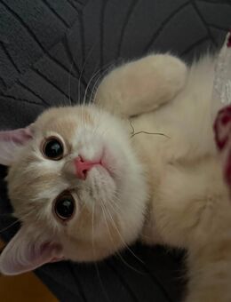 Liebevolle Kitten suchen neues zu Hause - Leipzig