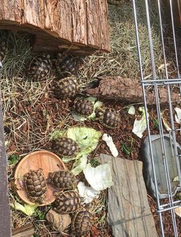 Griechische- und Breitrand-Schildkröten zu verkaufen - Runkel
