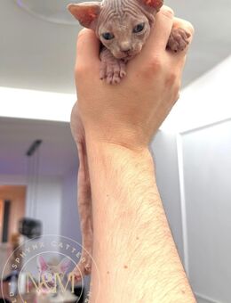 Canadian Sphynx mit Stammbaum noch 1.Frei - Ulm