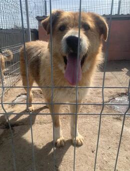 Mag Zuneigung: Rocky - Neustadt (Rübenberge)