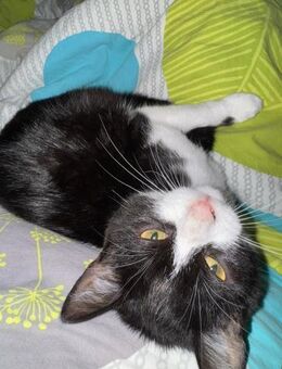 Katzenkinder Billy & Benni - Benediktbeuern