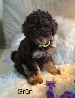 Reinrassige Pudel-Welpen in liebevolle Hände abzugeben - Gaggenau