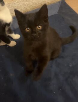 Junger Katzen Kater sucht ein neues für immer zur Hase - Witten