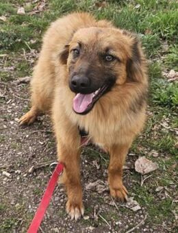 Livia sucht Familie - Bissingen