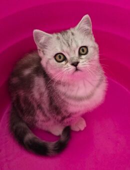 BKH Kitten Kätzchen Babykatze Weibchen - Lemgo