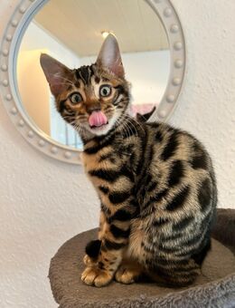 Wunderhübsche Reinrassige Bengal Kitten mit XXL Rosetten - Sofort Abgabebereit - Bad Oeynhausen