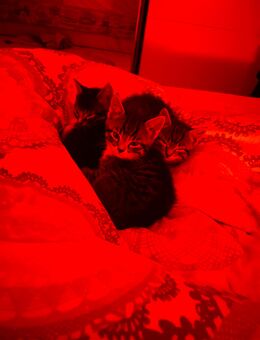 Kitten abzugeben - Horst (Holstein)