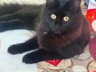 Maine Coon Mädchen - Essen