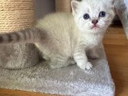 BKH-Mix Kitten - Villingen-Schwenningen