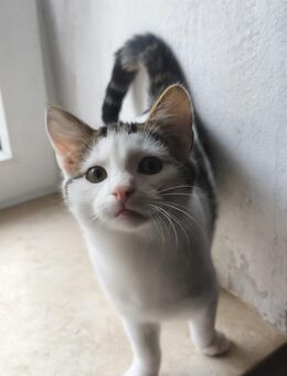 2 Jungkatzen (Katze und Kater) abzugeben - Kalenborn-Scheuern