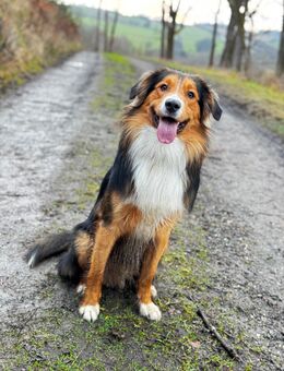 Aussi bordermix sucht vllt dich - Plauen