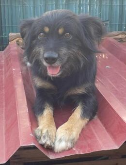 MIMO - sozial, brav, zauberhaft ❤️ - Neudenau