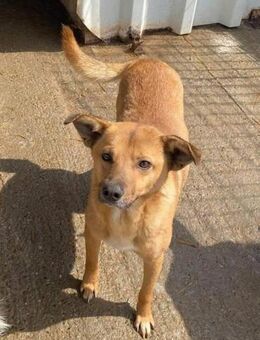 Lieber MYRON wartet auf seine Familie! - Neuberg