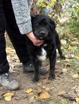 Csalka - tolle Hündin sucht ein Zuhause! - Köln