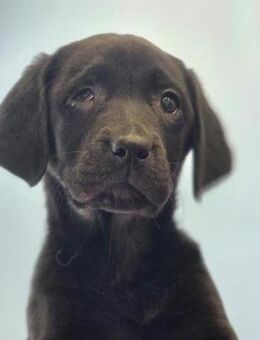 Wilma sucht tolle Menschen - Bergkamen