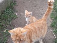 2 süße rote Kater und ein Kätzchen abzugeben - Kirchberg (Sachsen)