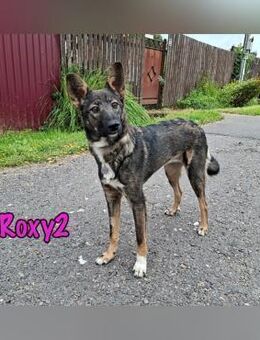 Roxy2 Traumhund wird erwachsen 1/25 RU - Ruppertsecken