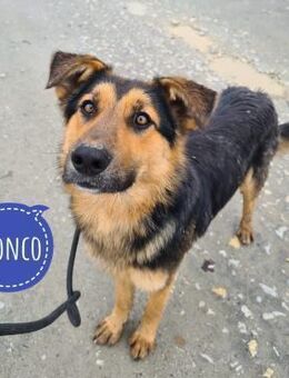 Bronco ein Traumwesen im Zwinger - Flörsheim-Dalsheim