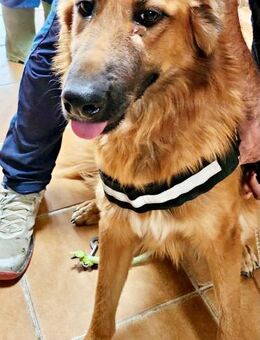 Sudan, lernfreudig, offen, freundlich - Westerholt