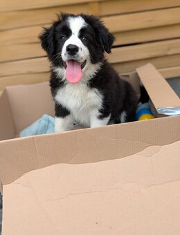 Border Collie Rüden - Lützen