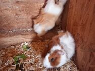 Meerschweinchen Geschwisterpaar Rosetten Bock Sau - Gudow
