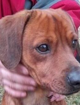 Tocsi-VA, Kulleraugen voller Hoffnung - Neustadt (Rübenberge)