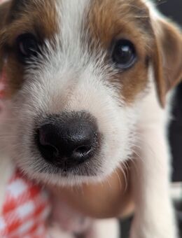 Parson Russel Terrier Welpen Reinrassig - Tegernheim