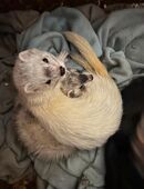 Frettchen ( Notfall) in 84095