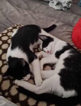 Babykatzen - Warburg (Hansestadt)