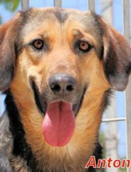 ANTONINA - lebte in einer kleinen Höhle - Regensburg