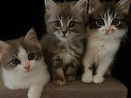 Neva Masquarade Sibirische Mix Katzenbabys - Bad Arolsen Zentrum