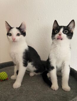 Liebevolle Europäische Kurzhaar Junge Kitten - Essen