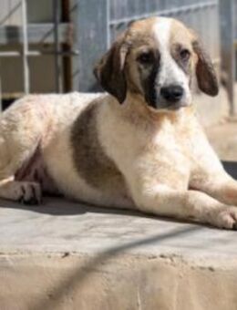 Bora - auf Pflegestelle in DE - Niddatal