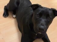Labrador mix schweren Herzens abzugeben - Wesselburen Zentrum