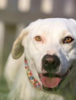 Hübsche Beka sucht ihr Zu Hause - Krefeld
