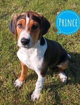 Prince ein ganz toller Welpe - Flörsheim-Dalsheim