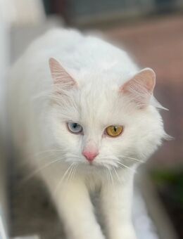 Wunderschöne Katzenfamilie sucht ein liebevolles neues Zuhause - Bennewitz