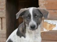 Unser lieber Farley sucht seine Familie - Kallmünz