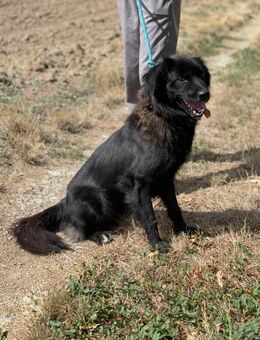 Neagra, aktive Hündin sucht Familie - Unterföhring