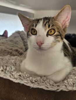 Fonzi kleiner Entdecker sucht dich💚 - München