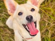 🐶 Flummi kleiner Wirbelwind sucht - Kallmünz