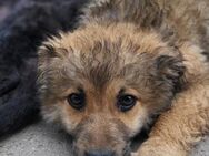 Ben 💗 schmusiger, verspielter Welpenbub - Hamburg