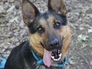 Lara, brave Familienhündin - Neuhausen (Spree)