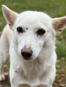 Perla Traumhündin - Kallmünz