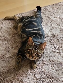 Hallo ich bin der Tiger - Bad Reichenhall