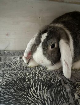 Zwergwidder Kastrat in liebevolle Hände abzugeben - Berlin
