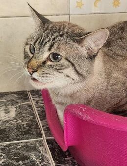 Gutmütiger Kater Bizcocho - Karlsruhe