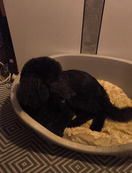 Großpudel - Letschin