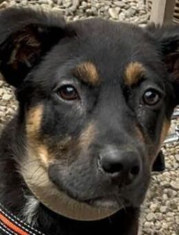 Nadir wünscht sich eigene Familie - Dittelbrunn