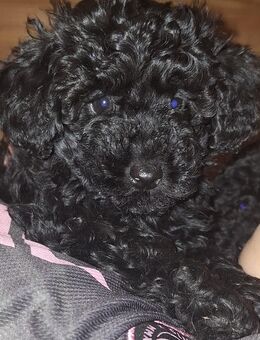 Toypudelwelpen Zwergpudelwelpen Toypudel Zwergpudel, Welpen - liebevoll aufgezogen - Magdeburg